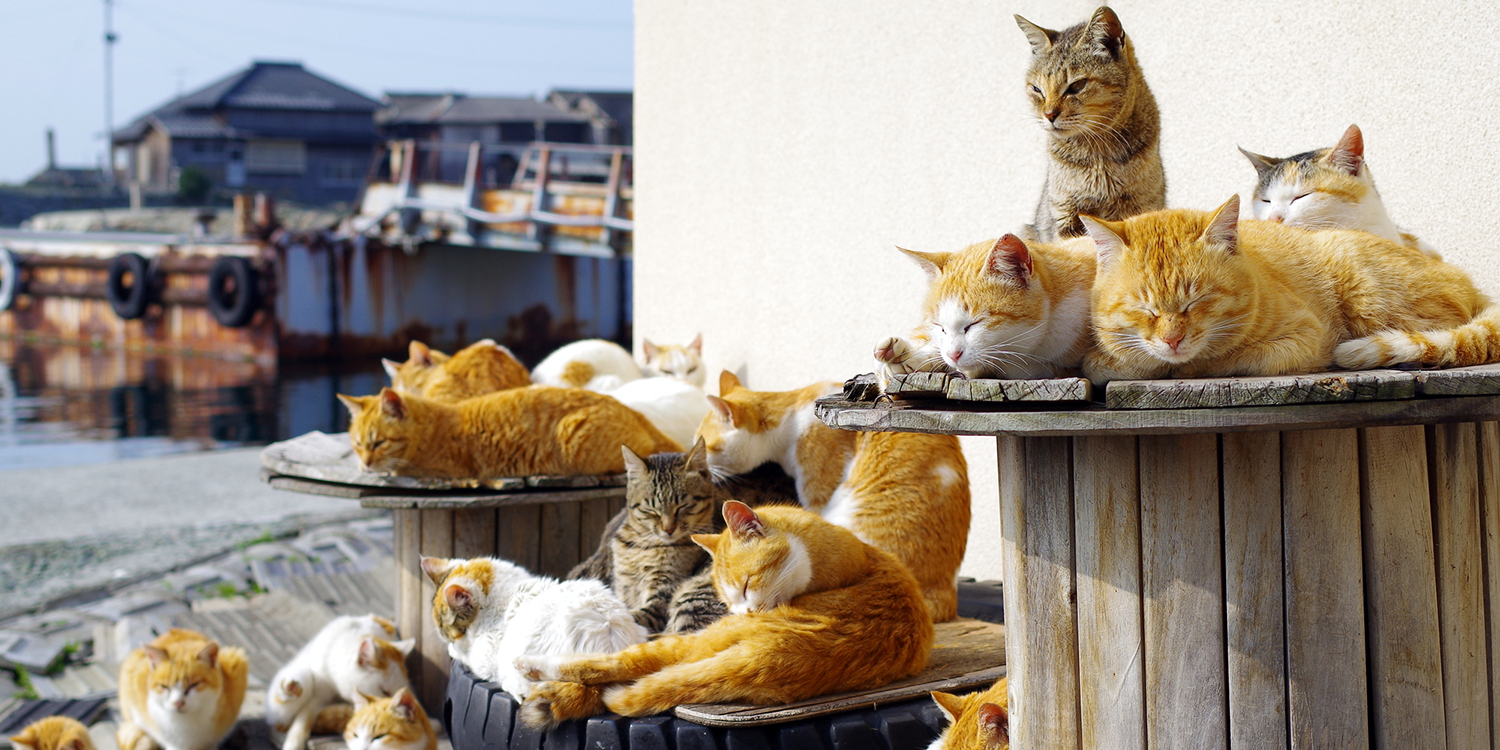 どこかの猫好き Lovelyにゃんフェスタin大阪2025】獣医師と専門家の最新知見！「30歳を