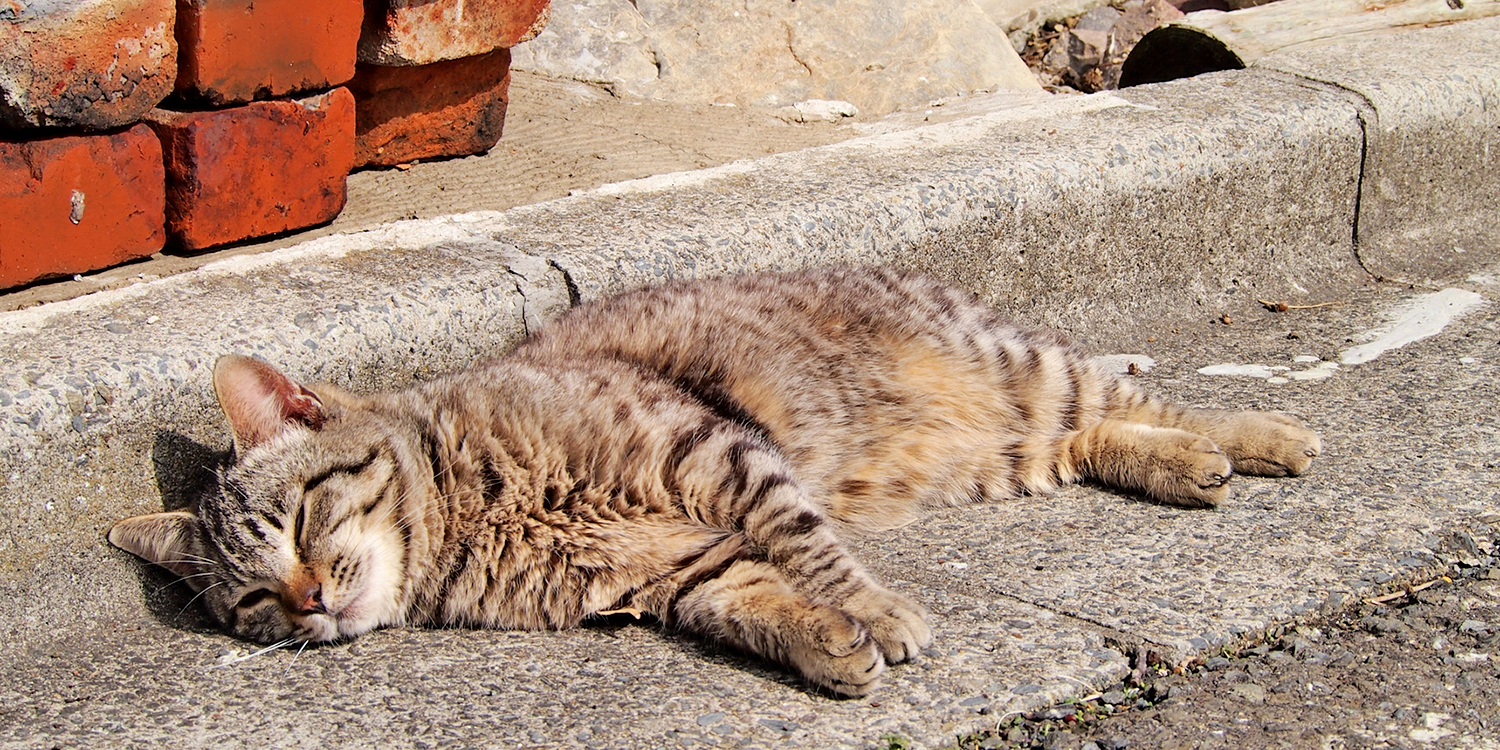 猫好き必見。国内外のおすすめにゃ猫島5選 | トラベルズー