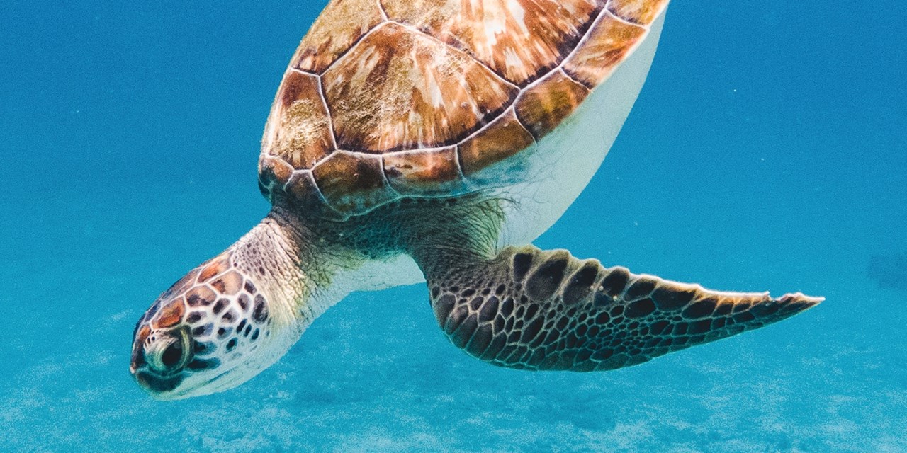 Bahamas 4-night cruise in October