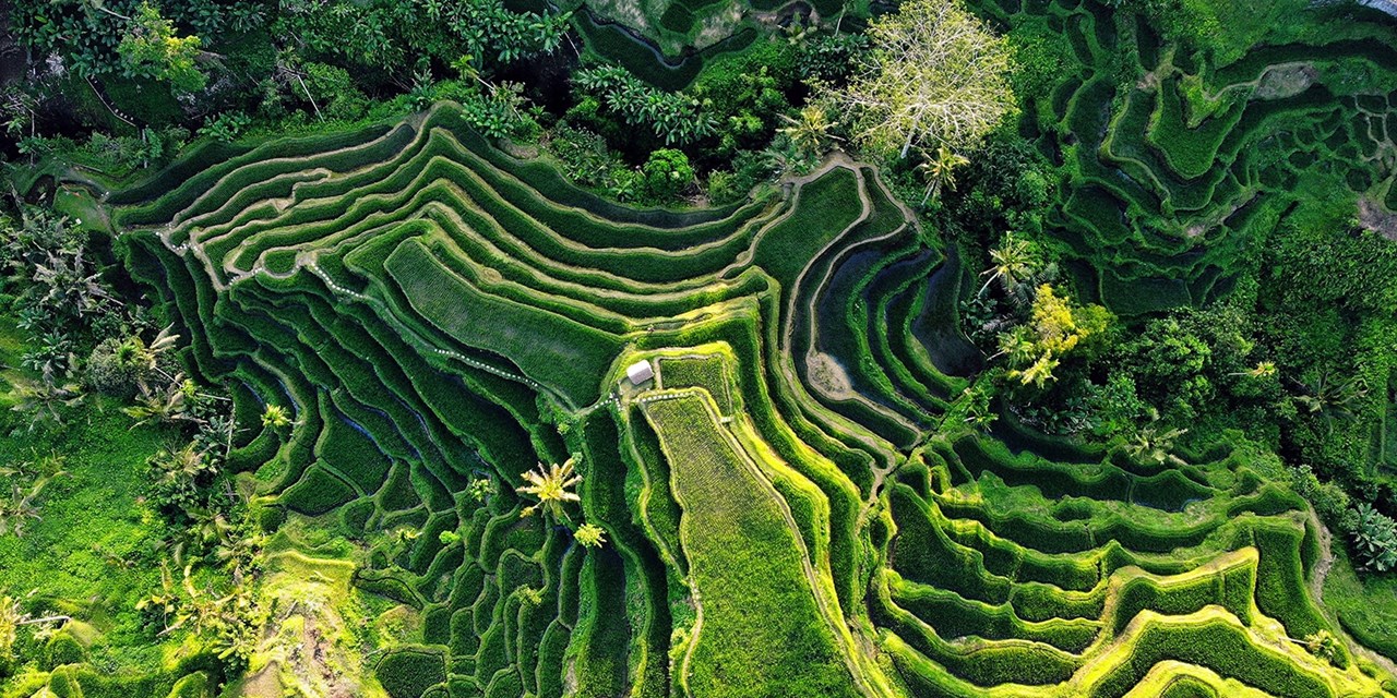 Green rice terraces on a hillside in Bali