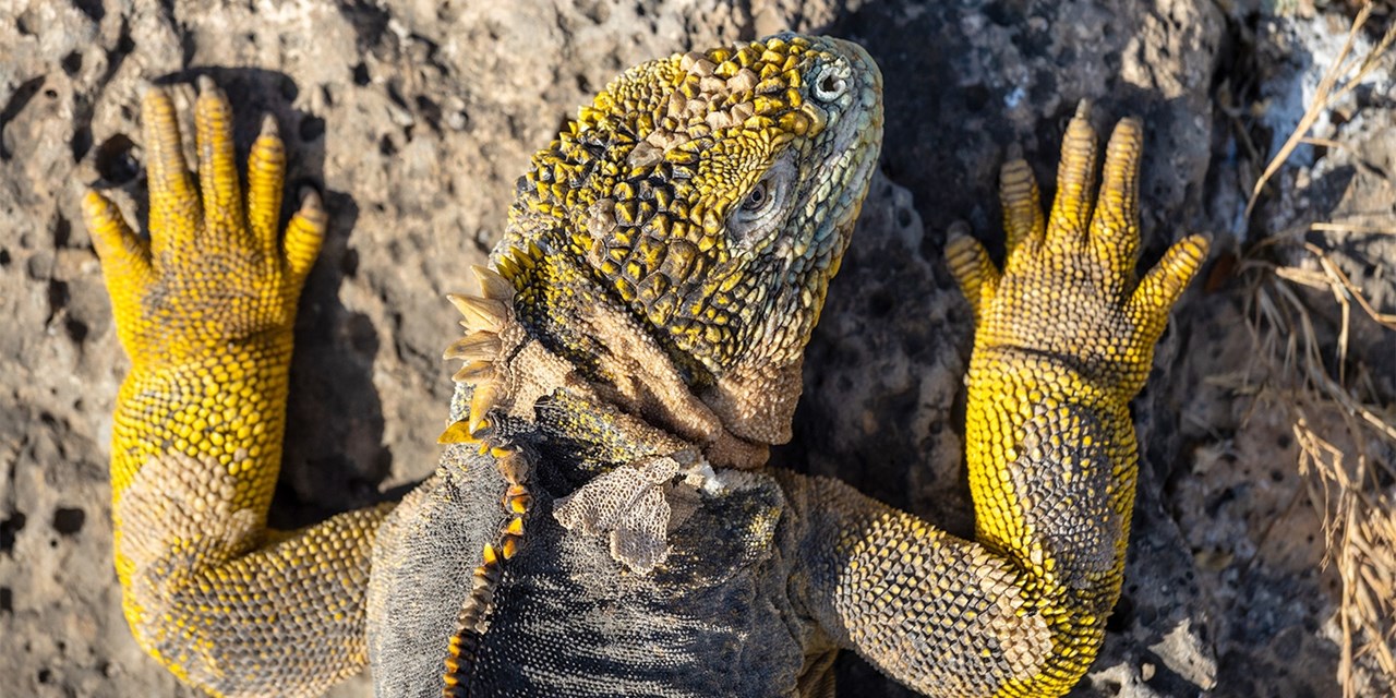 Ecuador: Amazon & Galapagos Islands w/flights