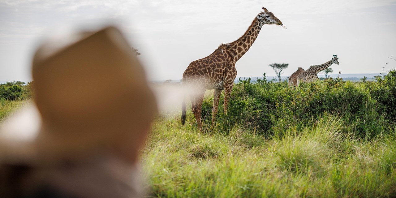 Opt for an escorted safari trip