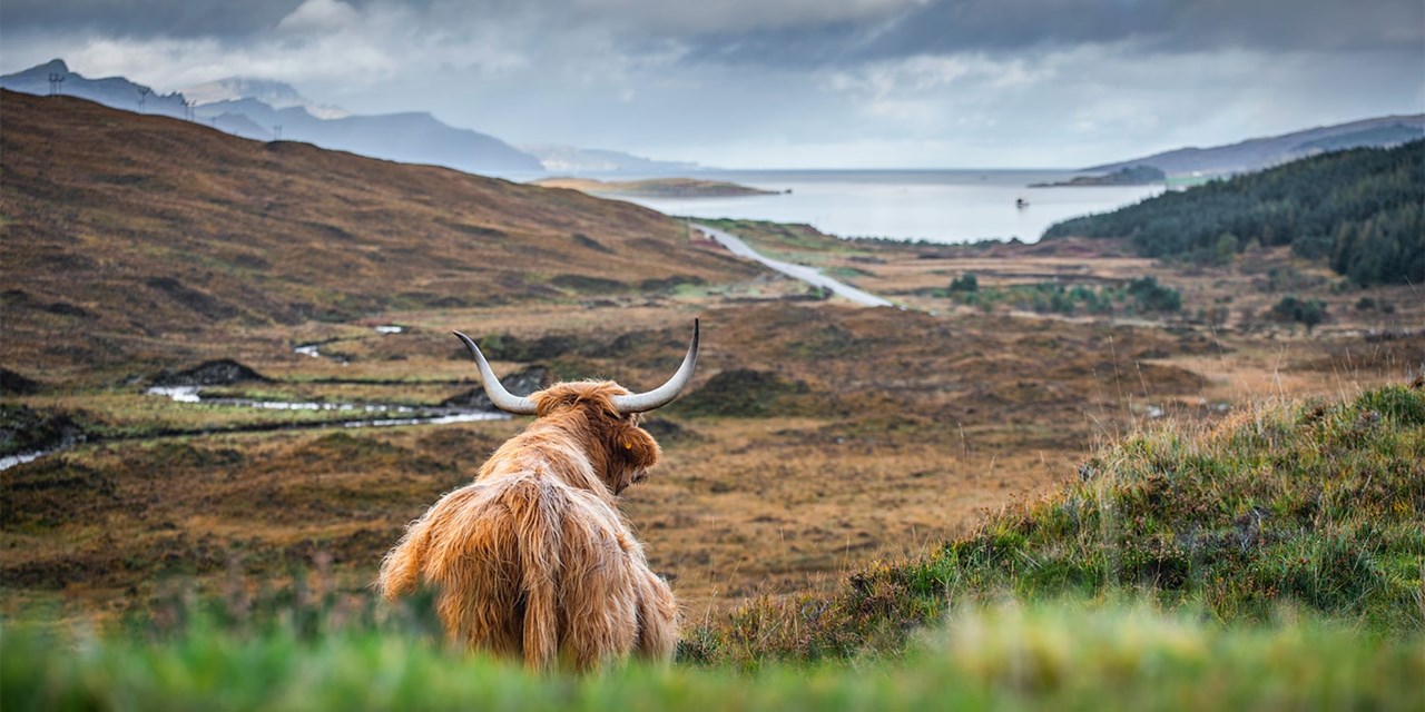 The adorable Highland cow is an icon of Scotland