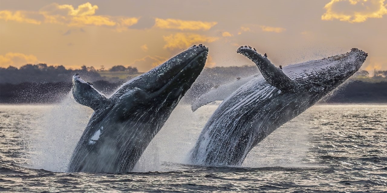 You'll also enjoy a half-day whale-watching excursion off the Atlantic coast