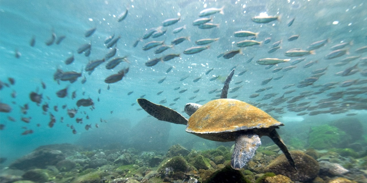 Ecuador & Galapagos tour w/flights
