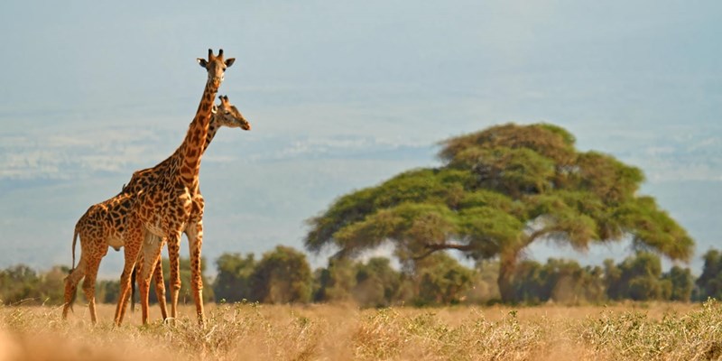 $2199 Kenya small-group safari w/flights, save $1900