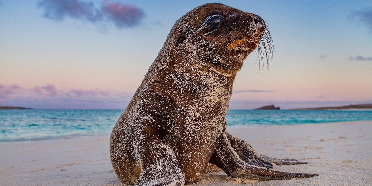 Island-hop in the Galapagos w/air