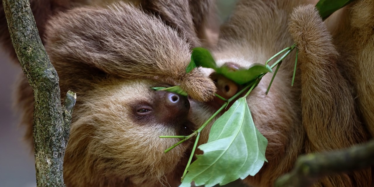 Spot sloths in Costa Rica