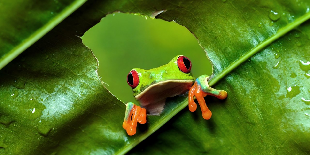 Tree frog exploring Arenal