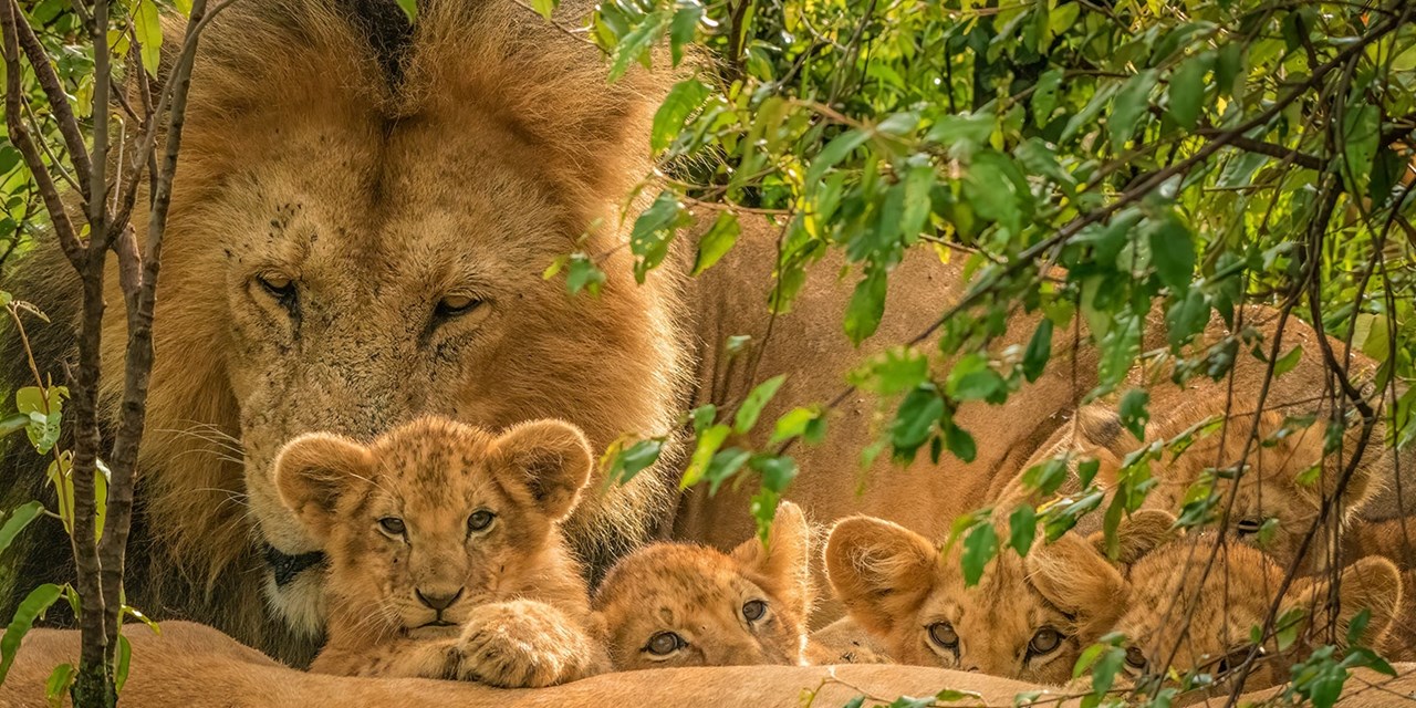 You'll get the chance to spot lions on safari (and maybe even some cubs)