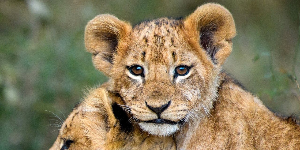 $2399 -- Kenya safari adventure incl. 4 game drives, save $800