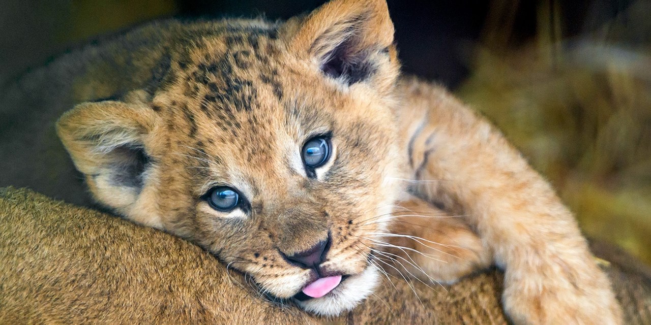 Early in the year is the best time to see cubs and other baby animals