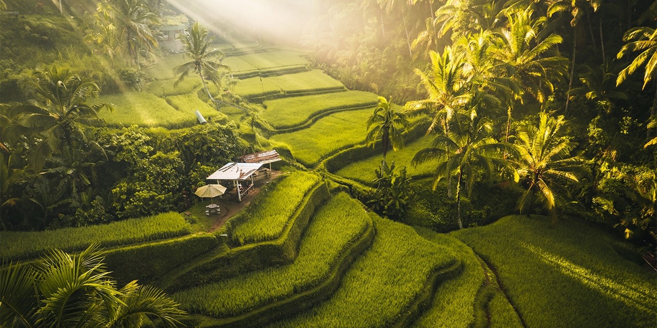 Campos de arroz en Ubud