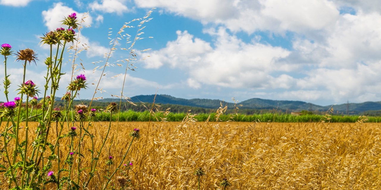 En otoño los campos de l'Empordà empiezan a teñirse de colores ocre, creando un escenario único