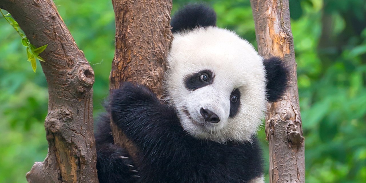 China: 18-night grand tour w/flights (& pandas!)