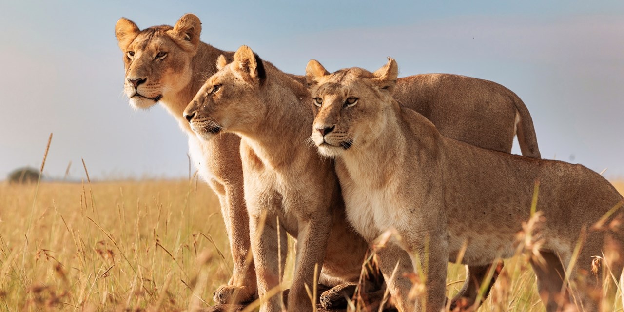 A pride of lionesses meet at the Masai Mara National Reserve