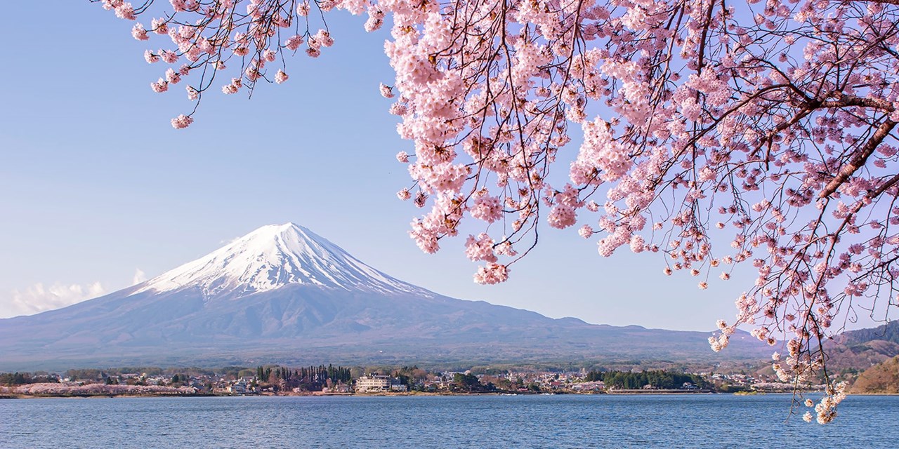Mt. Fuji is framed by the season's cherry blossoms
