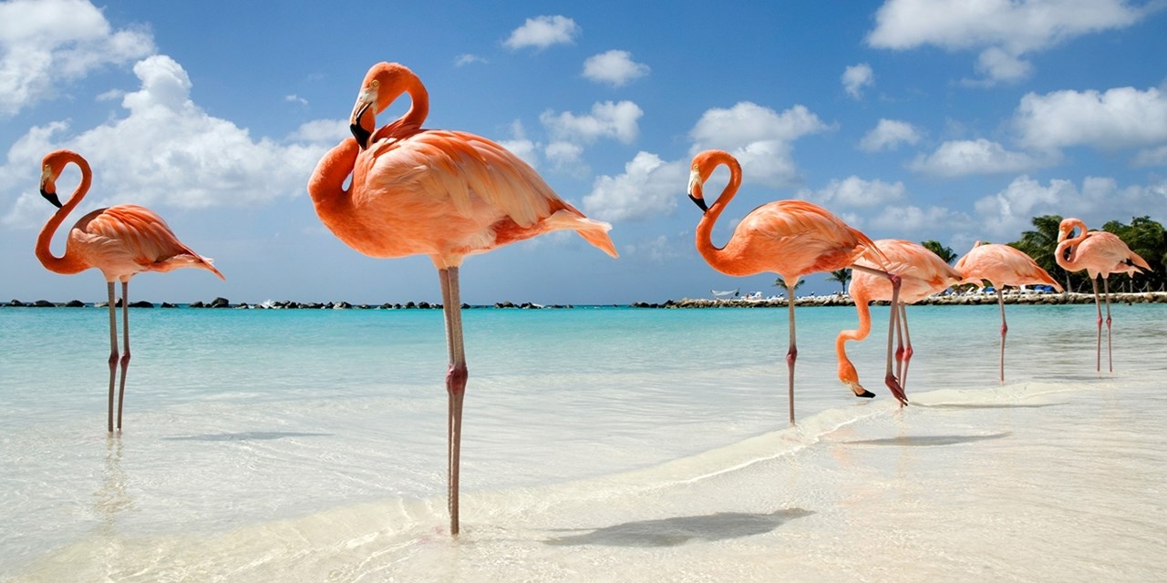 Flamingos wade in shallow water off Aruba's coast