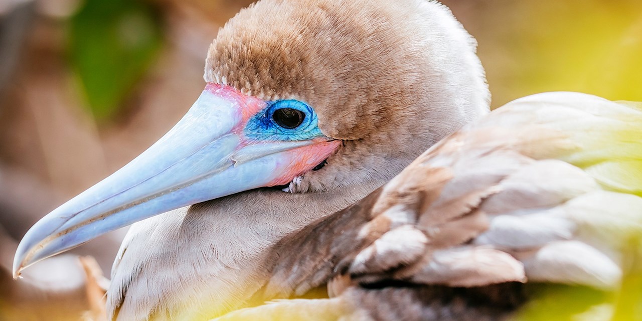 How many bird species will you see in the Galapagos?