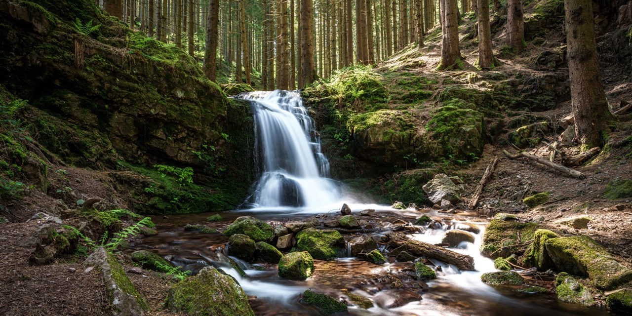 La région forestière d’Hinterzarten est connue pour ses vastes forêts de sapins, ses vallées verdoyantes, ses ruisseaux et ses petites cascades.   