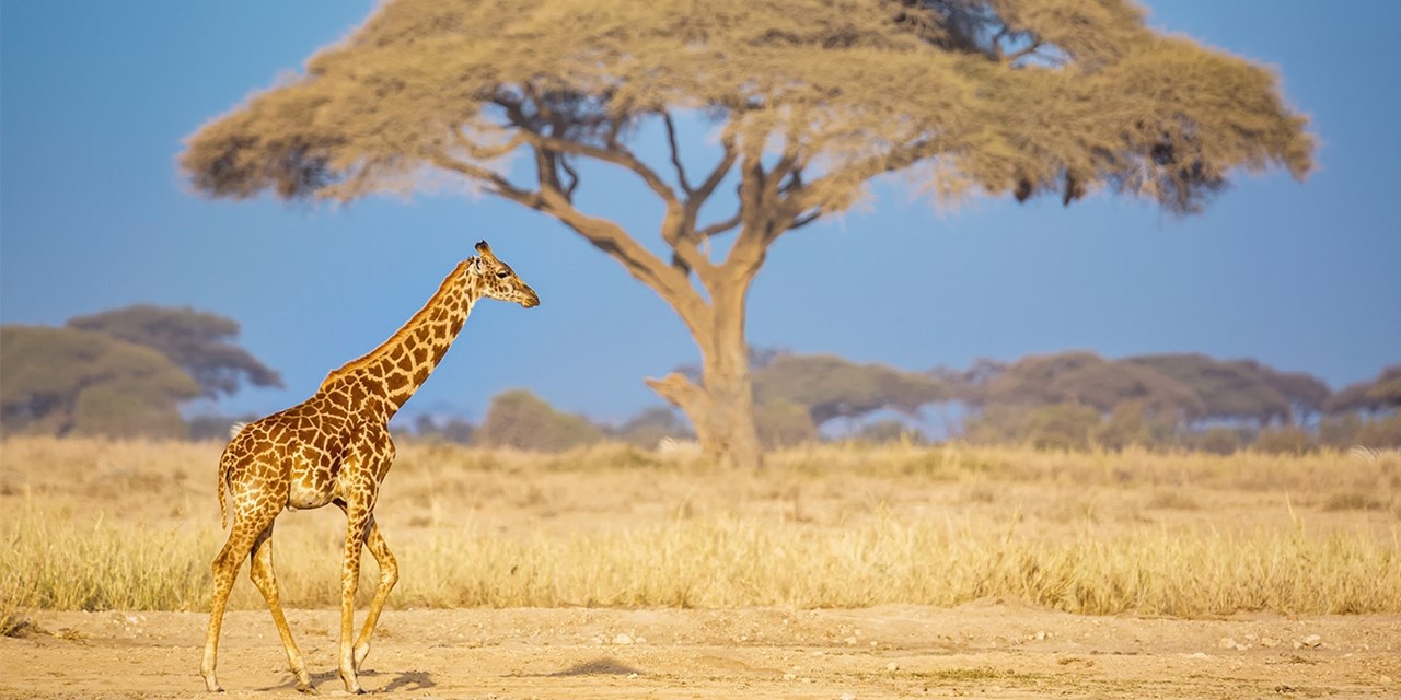 Go on game drives in the Maasai Mara National Reserve 