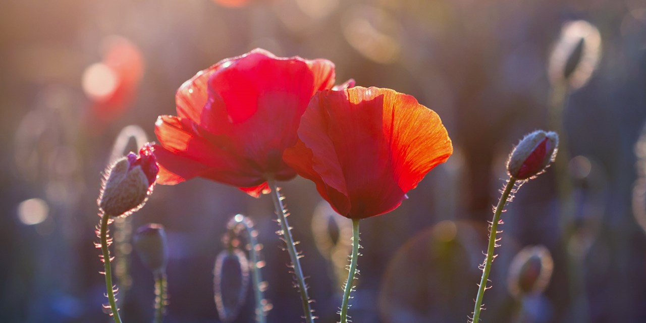 Frühling auf Mallorca: Im Mai färben sich die Wiesen rot vom wilden Mohn. | Travelzoo