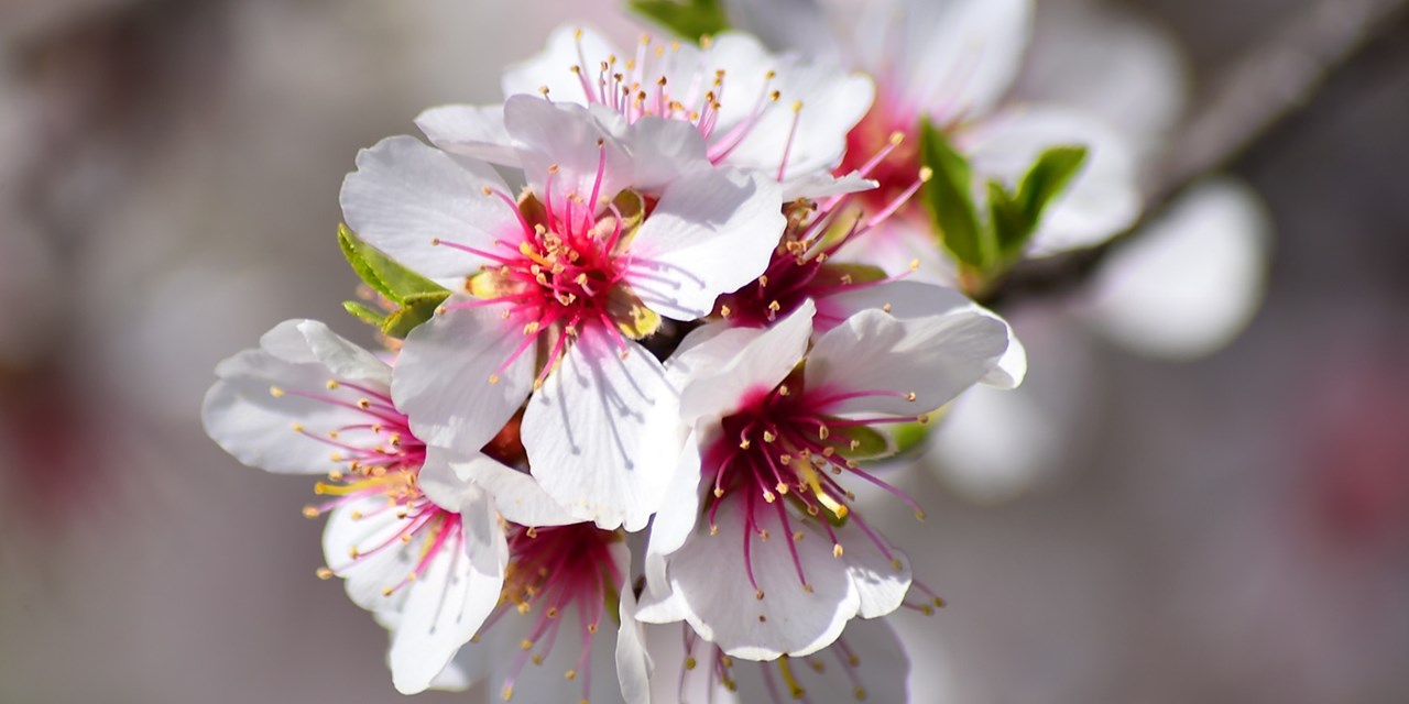 Mandelblüte auf Mallorca mit HP & Flug, -100 €