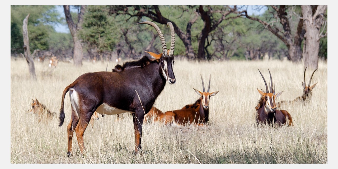 Auf Pirschfahrten im Okapuka Safari Reserve lassen sich wilde Tiere wie Antilopen in ihrer natürlichen Umgebung beobachten. | Travelzoo