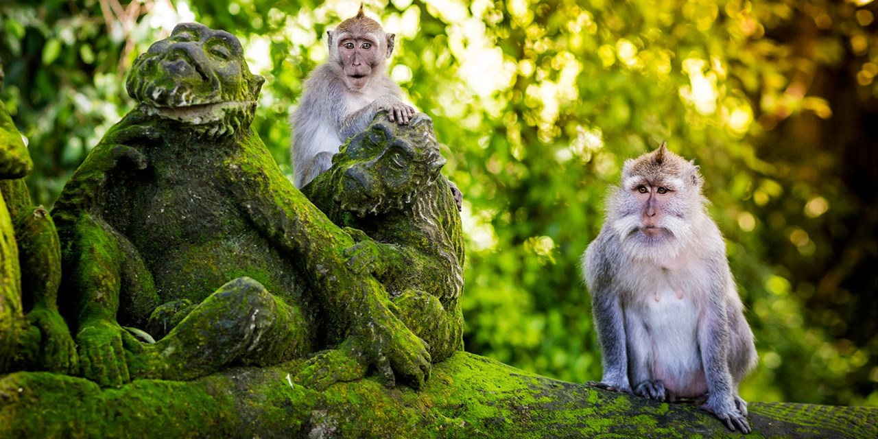 In Bali, visit the Monkey Forest and rice terraces 