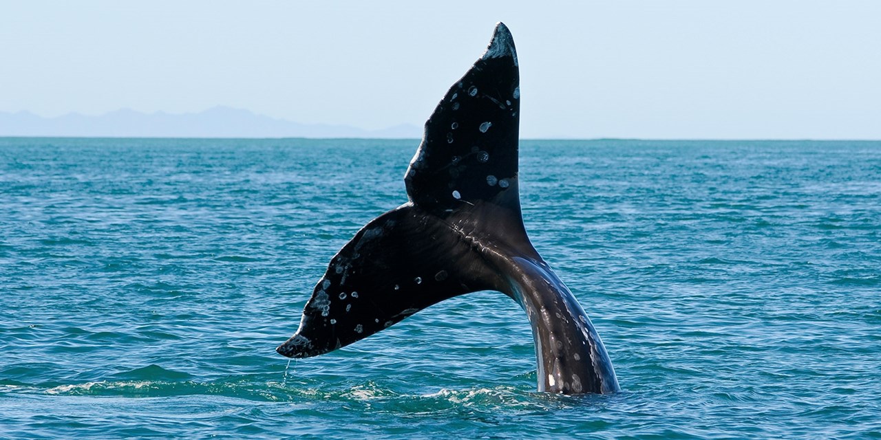 Possible sightings include blue whales, gray whales, humpbacks, fin whales and several dolphin species