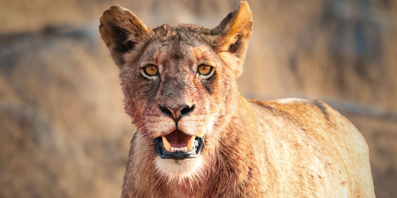 Get an up-close look at some of nature's biggest predators on this 5-night (or longer) adventure