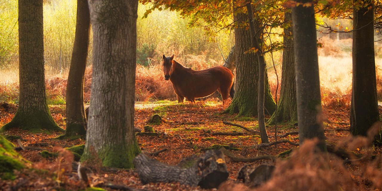The country-house-style property lies off the beaten path in the New Forest National Park