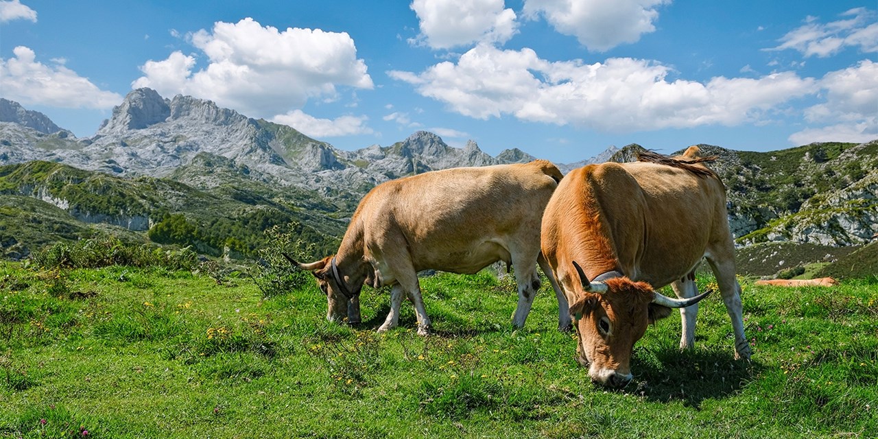 Las vacas pastando en los prados verdes son una de las imágenes más representativas del paisaje rural asturiano
