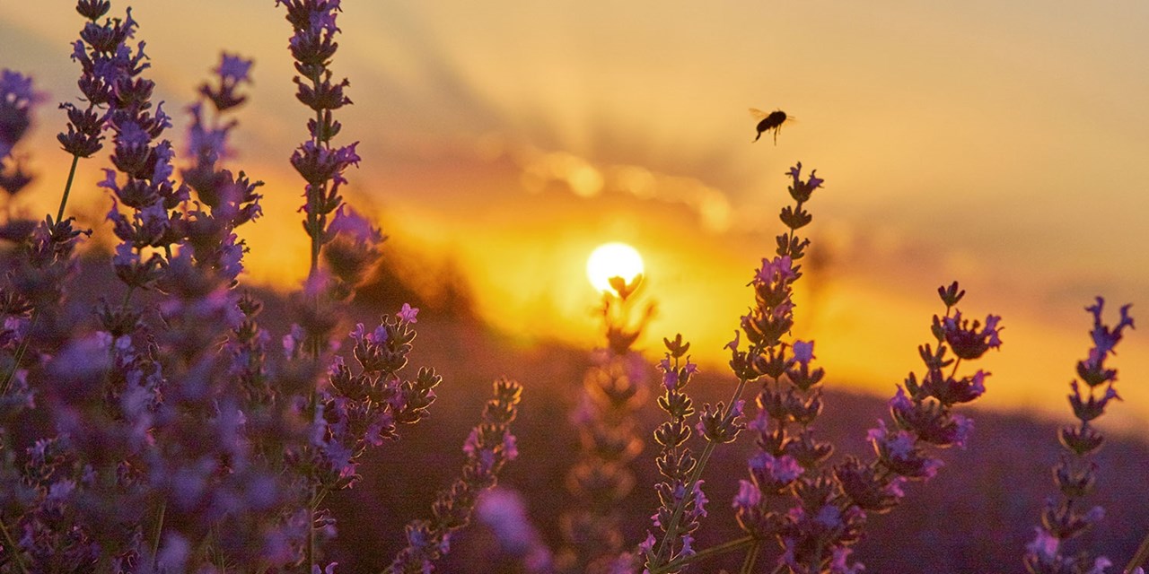 Brihuega convierte cada verano sus campos de lavanda en espectáculo