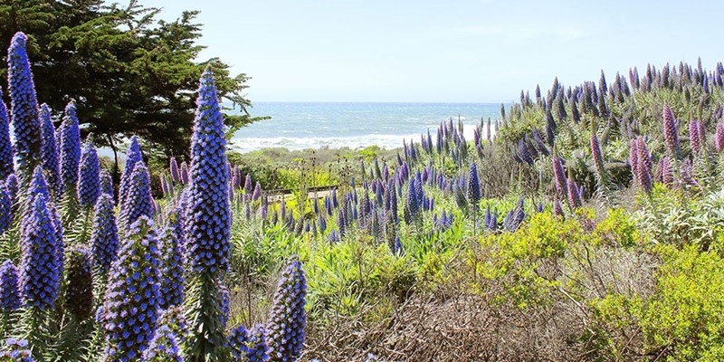 TOP 20 - Sells out quickly! $449 $668 Coastal California getaway w/meals, $219 off