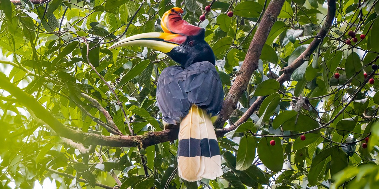 Your Borneo beach hotel is adjacent to a private forest reserve, where you might spot hornbills in their natural habitat