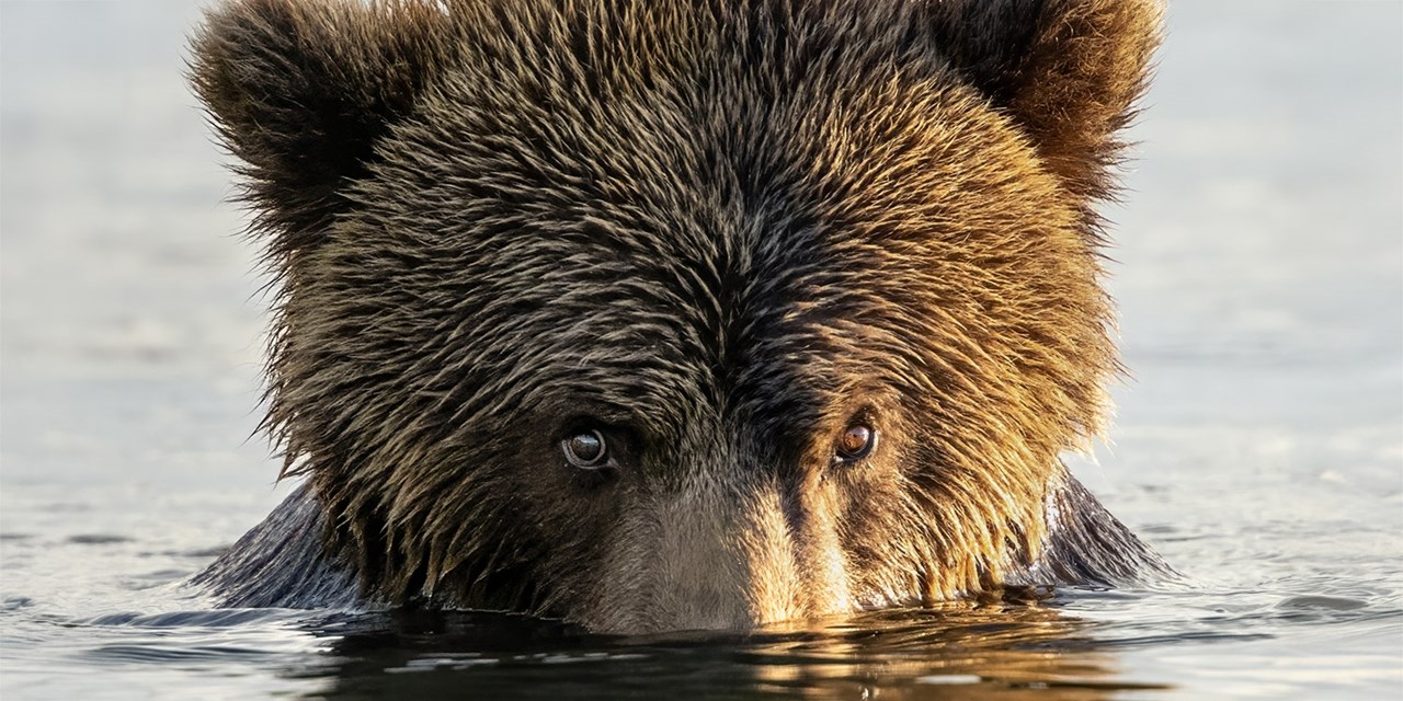 Brown bear in Kodiak
