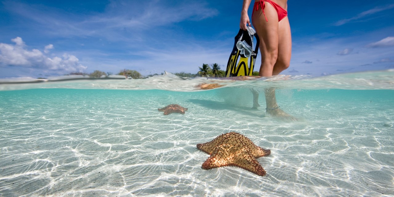A snorkeller wades past starfish in clear Cayman Islands shallows