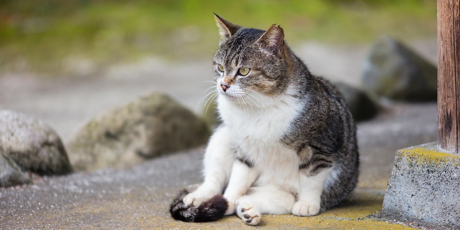 猫好き必見。国内外のおすすめにゃ猫島5選 | トラベルズー