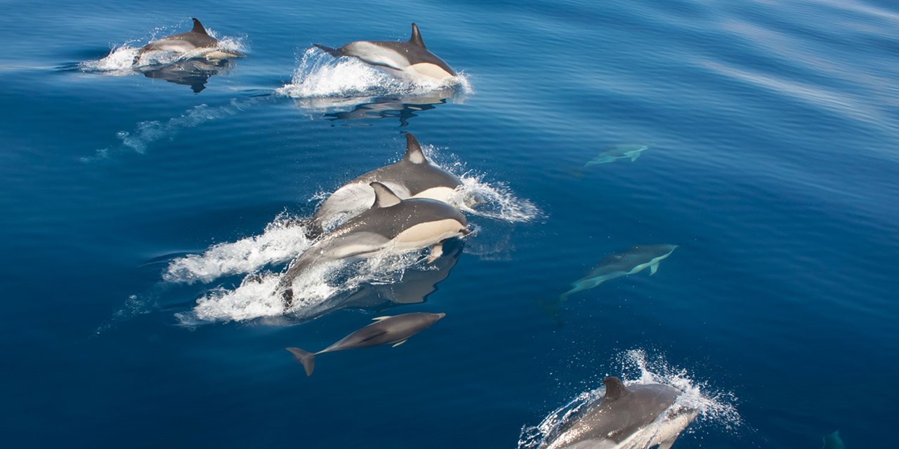 En Azores es posible avistar delfines en libertad desde abril hasta octubre