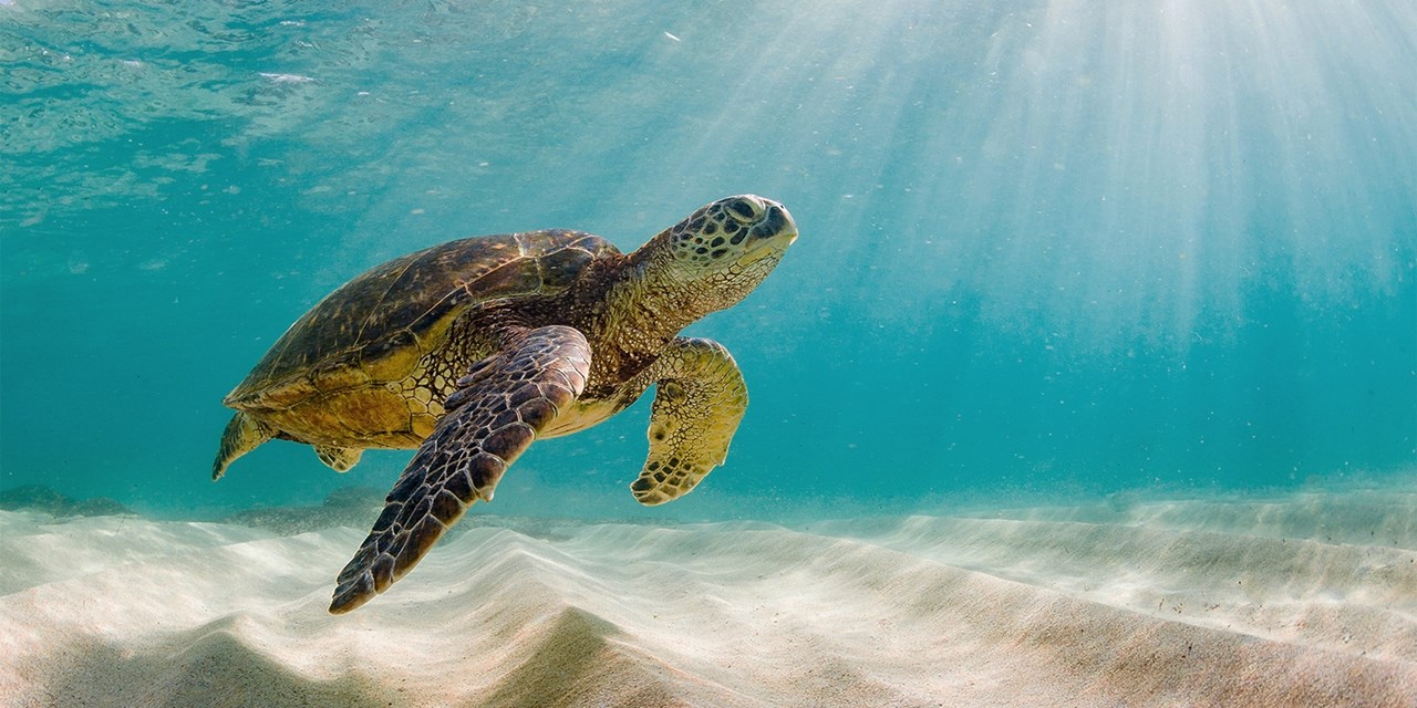 Caribe Todo incluido: playas y tortugas en Akumal