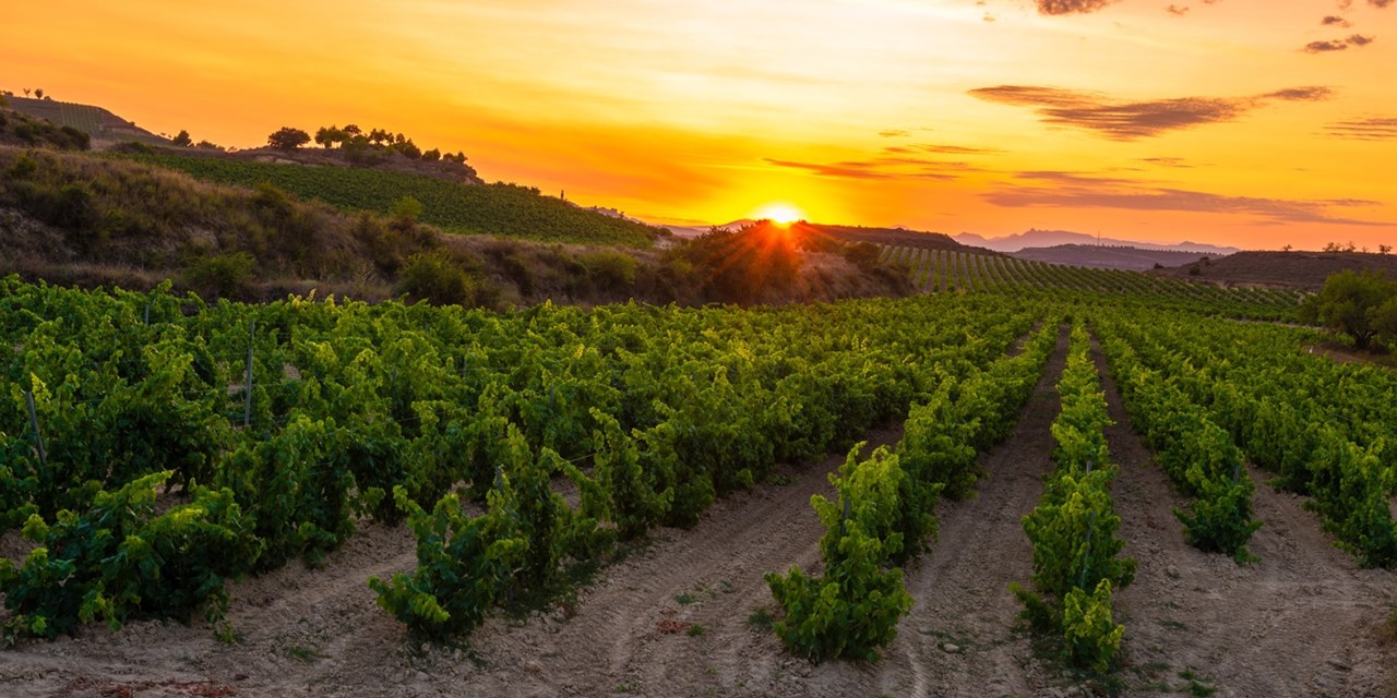 La Rioja, tierra de vinos