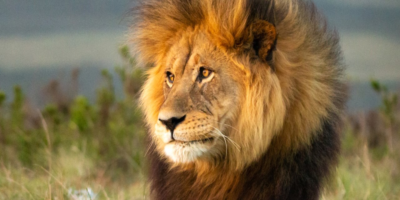 El rey de la selva