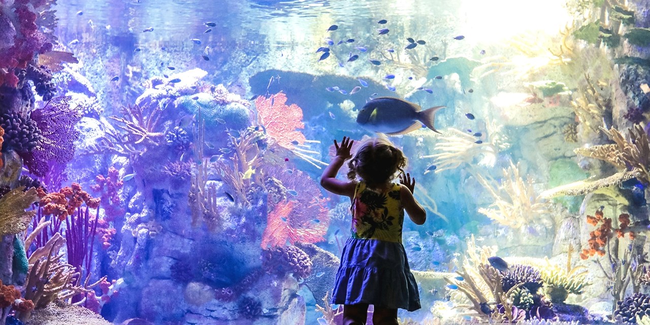 Looks like Dory at Birch Aquarium