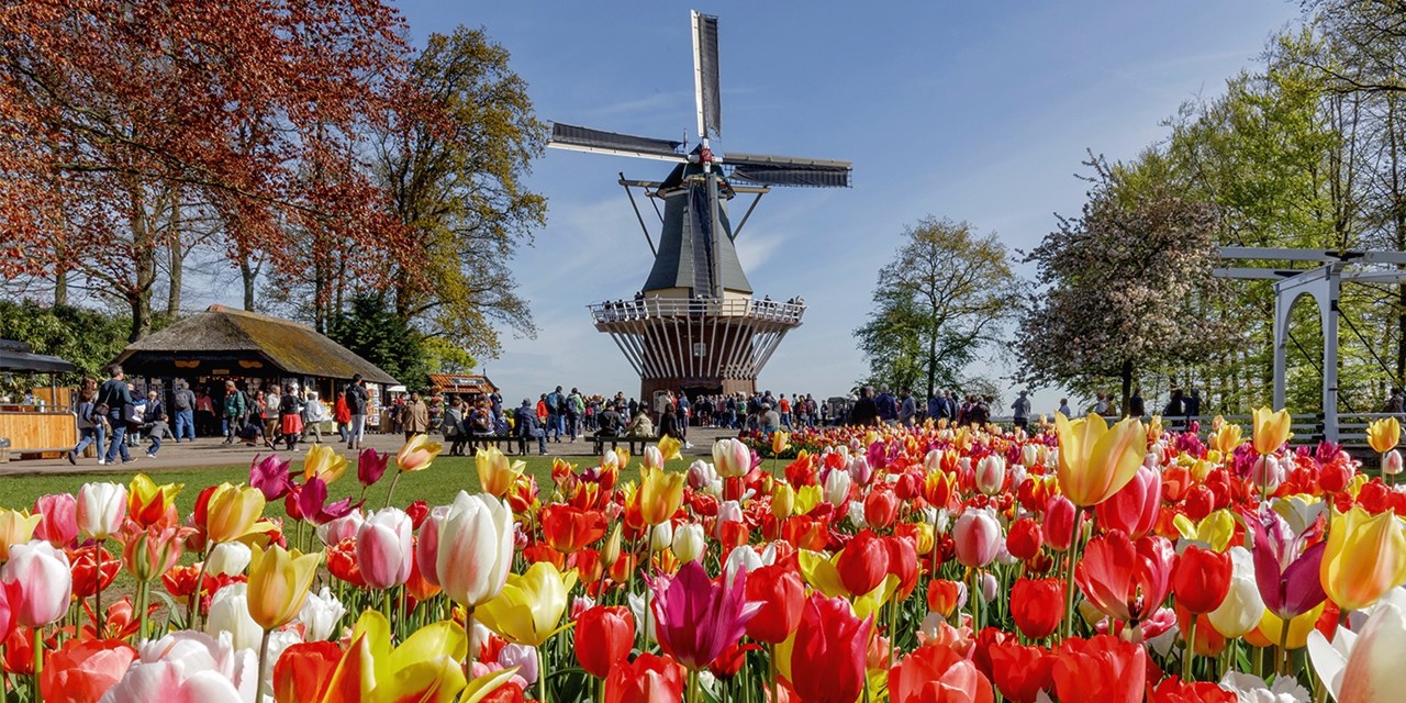 Windmill and tulips at Keukenhof