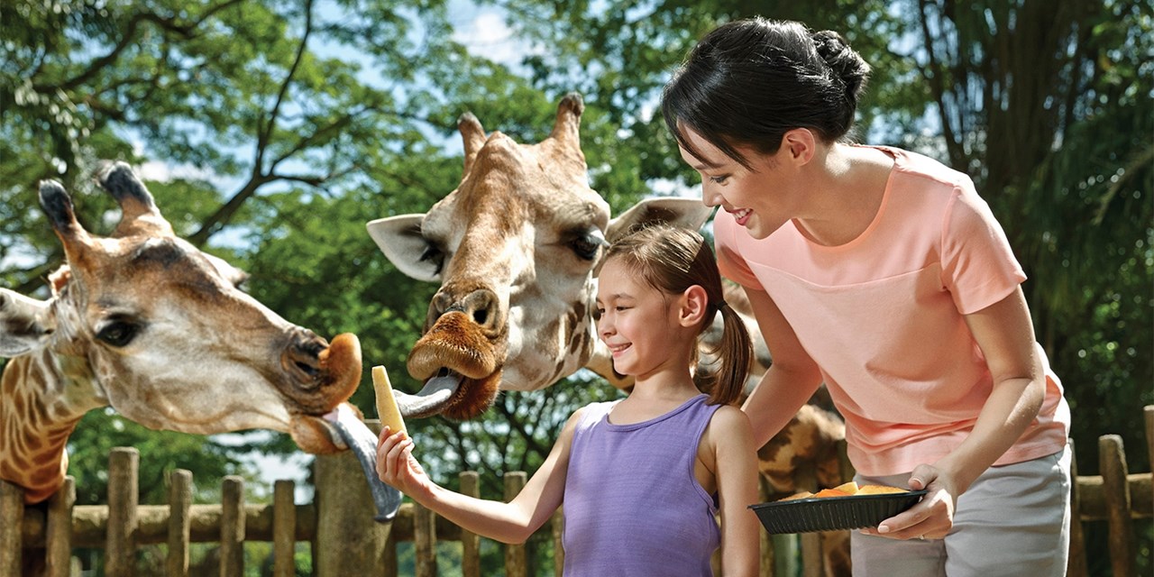 Take some time to feed the giraffes