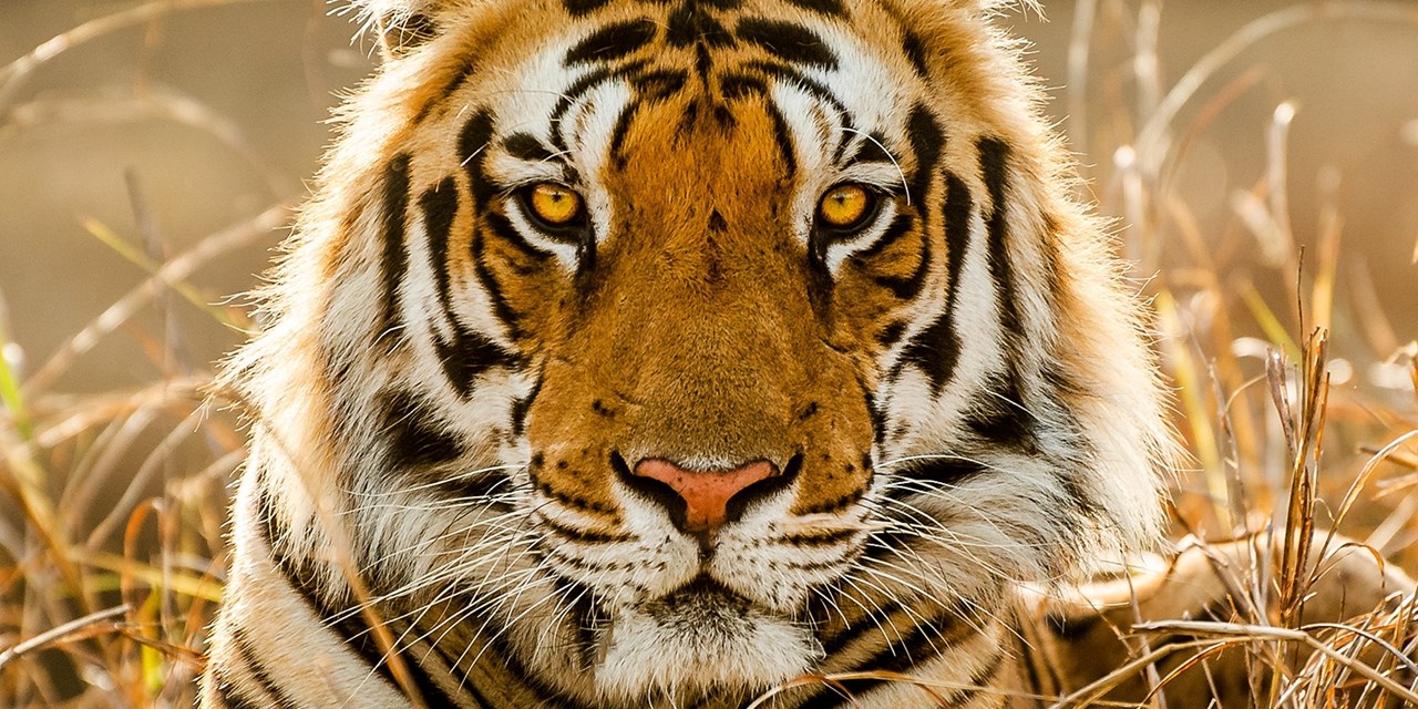 Join a jeep safari in Mudumalai National Park, with the chance to spot wild tigers