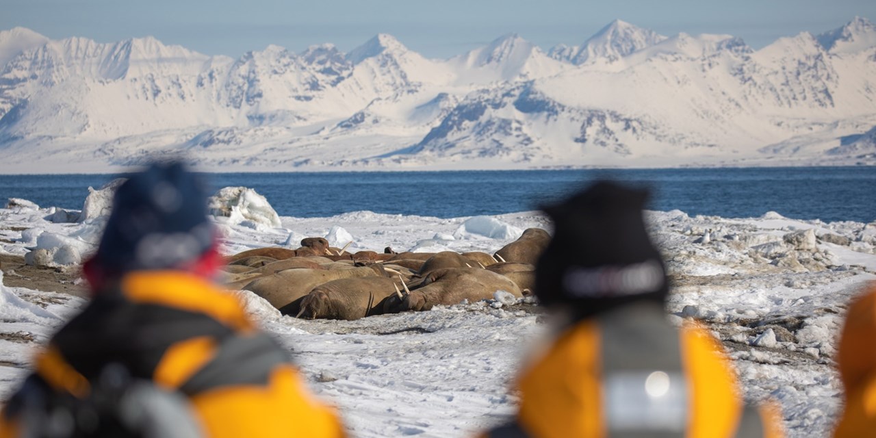 Look out for whales, seals, foxes, birds, walruses or polar bears