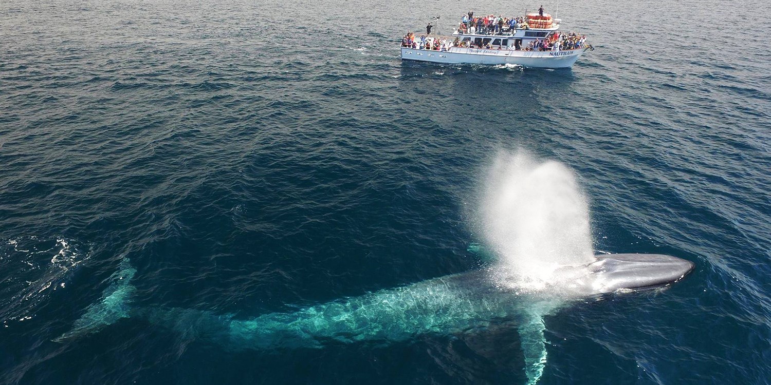$21—Newport Beach whale-watching cruise, reg. $41 | Travelzoo