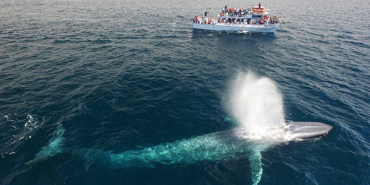 Marvel at giant blue whales